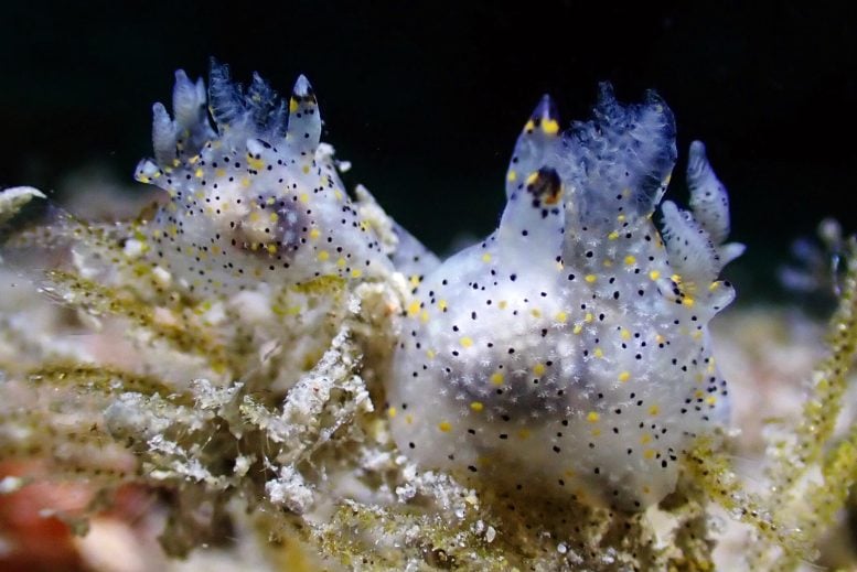 Thecacera sesama Feeding on Bryozoan