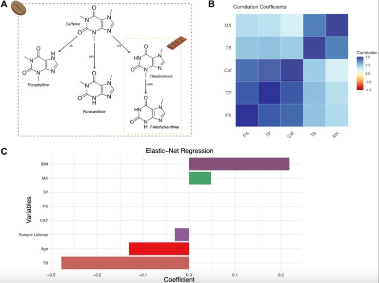 Theobromine Is Associated With Slower Epigenetic Aging Graphic