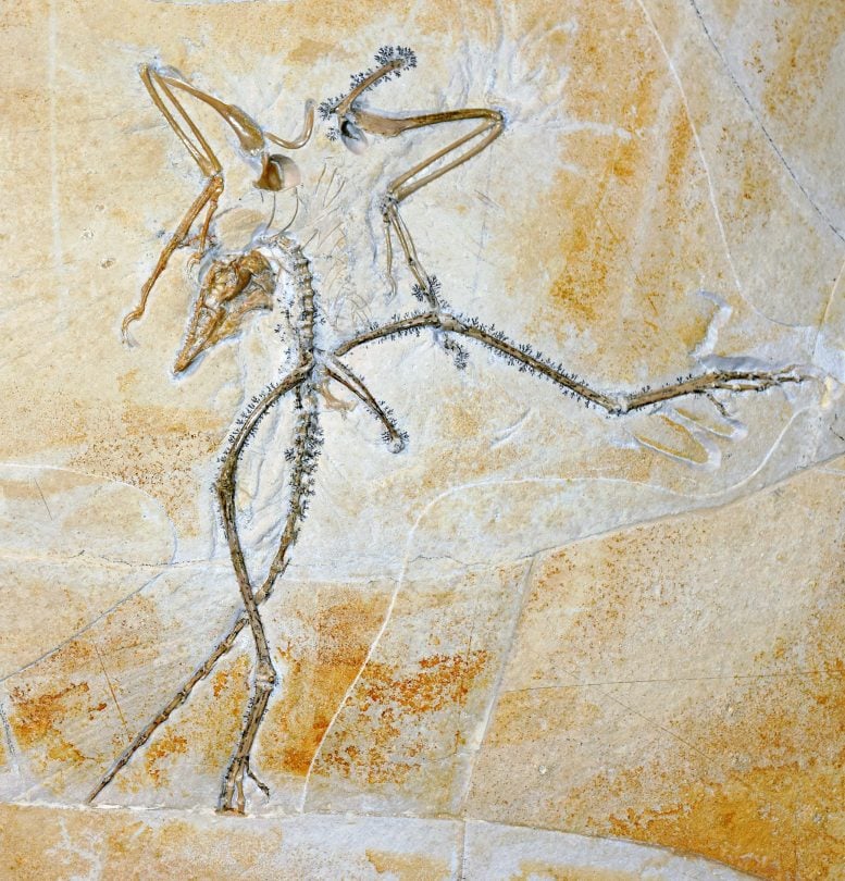 Thermopolis Specimen of Archaeopteryx