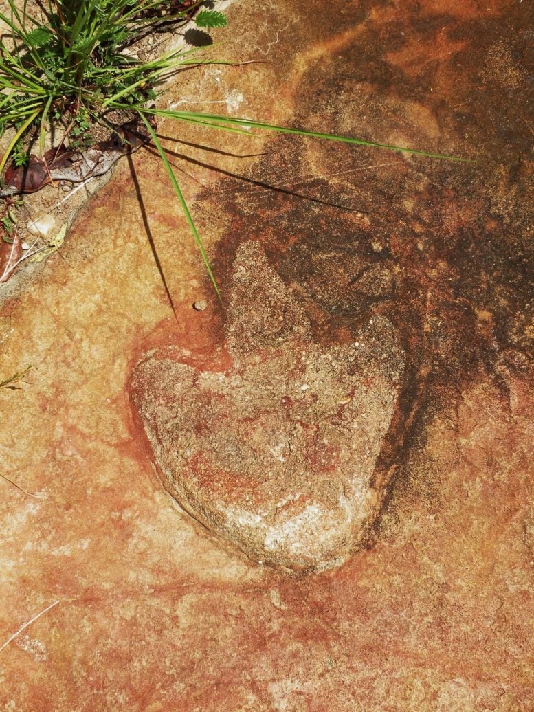 Theropod stopa v Brazílii