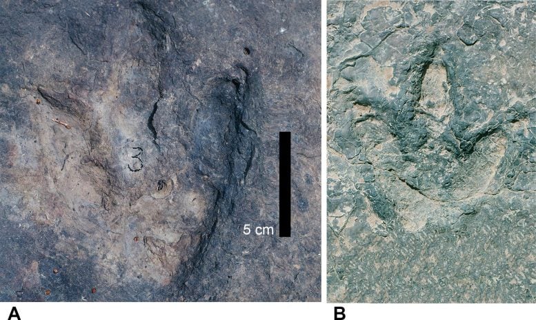 Theropod stopa v Kamerunu