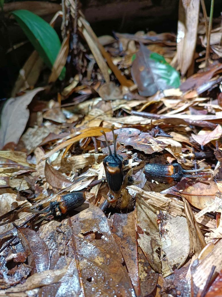 Thismia Daemona Emerging From Forest Floor