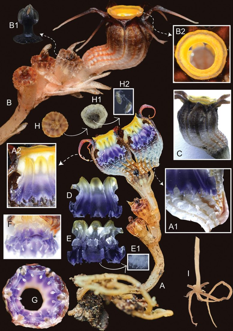 Thismia malayana Diagram