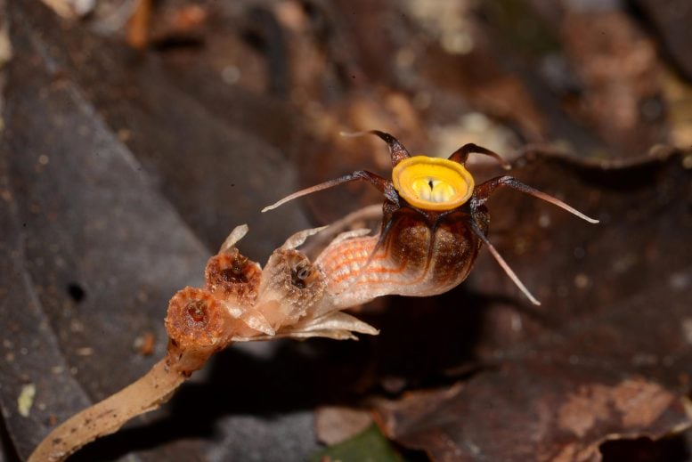 Thismia malayana Live Specimen