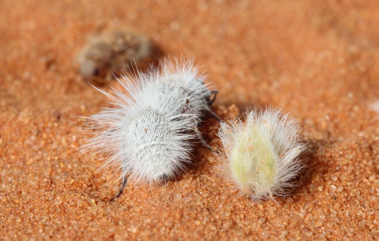Thistle-Down Velvet Ant and Fallen Creosote Bush Fruit