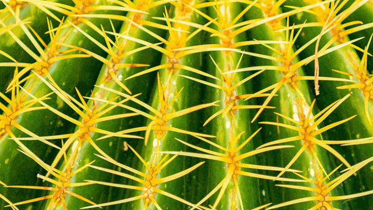 Crown-of-Thorns Starfish Have a Diet Trick to Enhance Their Growth