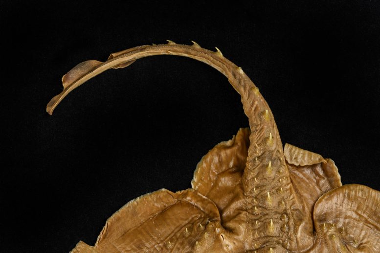 Thorny Skate Tail Barbs