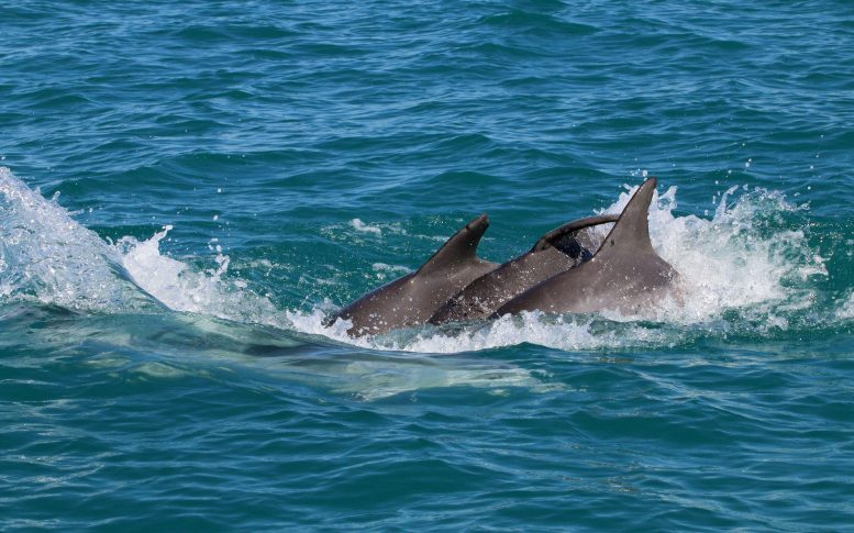 Three Adult Male Dolphins Joint Action