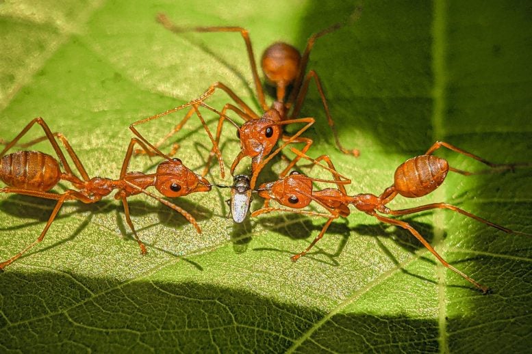 Three Ants Eating Little Bee