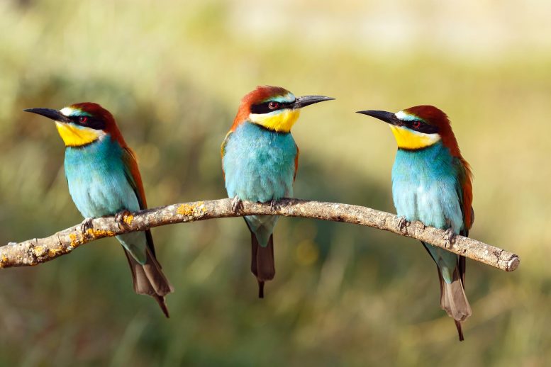 Three Birds Perched on a Branch