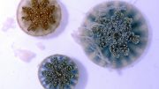 Three Cassiopea Jellyfish