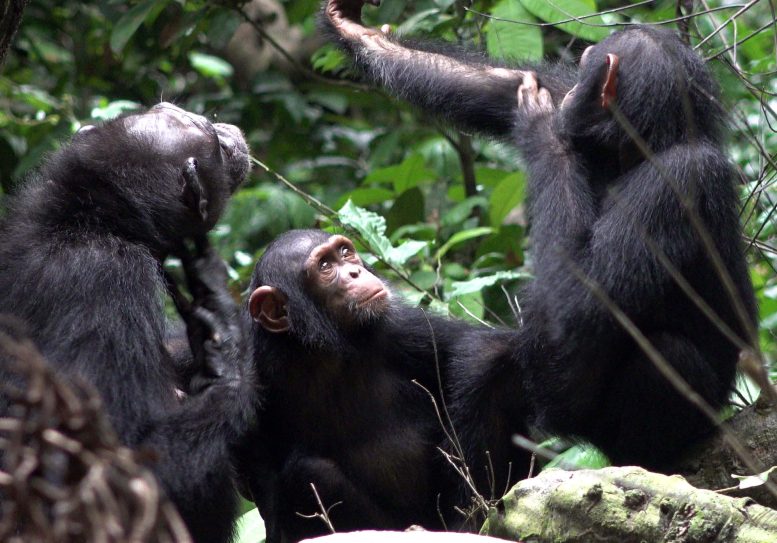 Three Chimpanzees Live in Loango National Park in Gabon