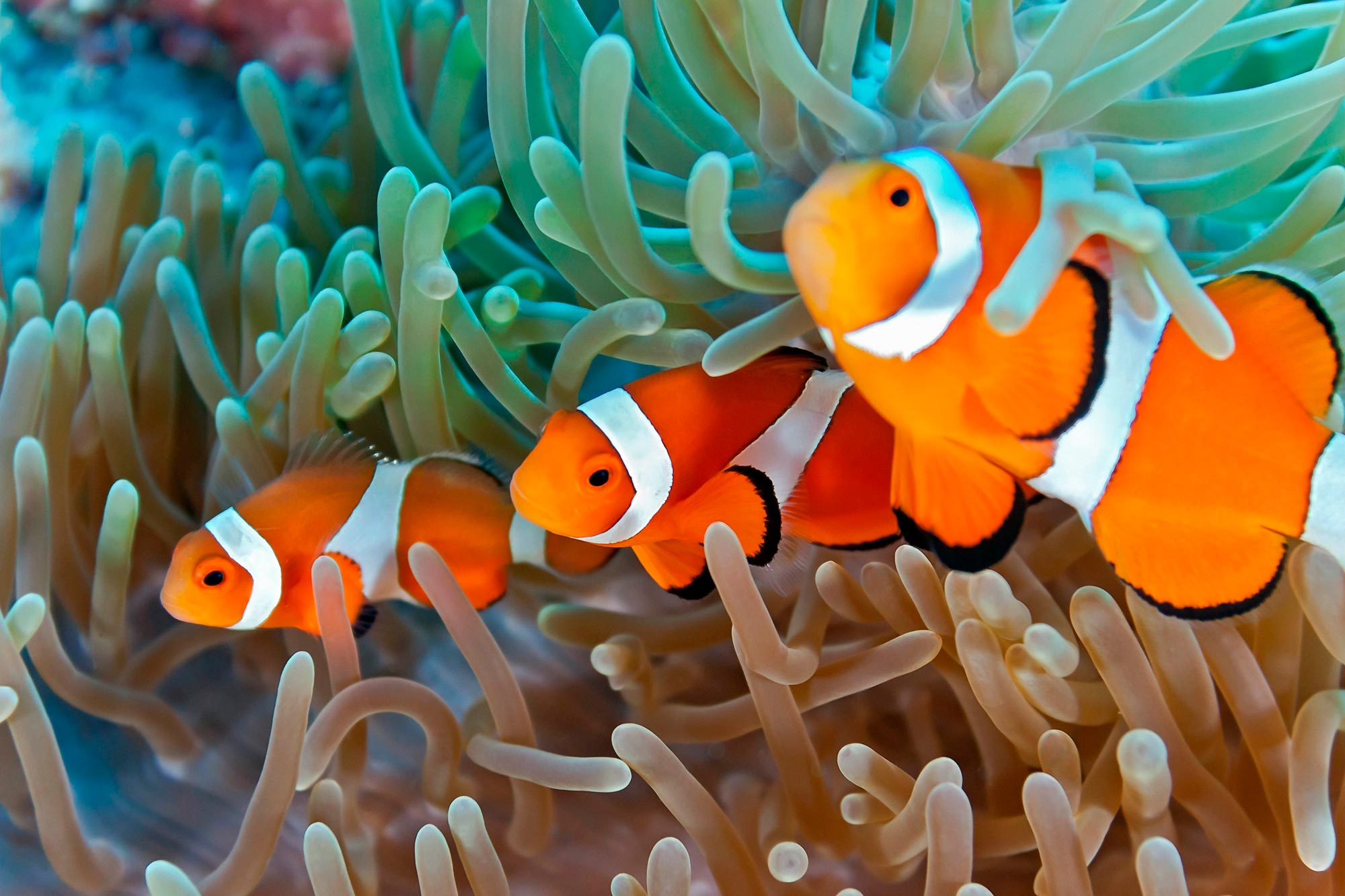 Clown Anemone Clown Fish And Sea Anemone Free Stock Photo Clown Anemone Clown Fish And Sea Anemone Free Stock Photo