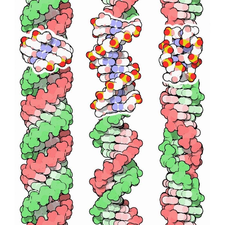 Three Conformations DNA Double Helix