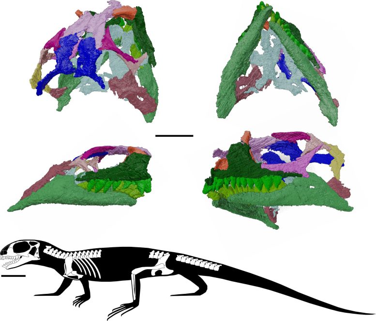 Three Dimensional Skull Reconstruction of Agriodontosaurus Helsbypetrae