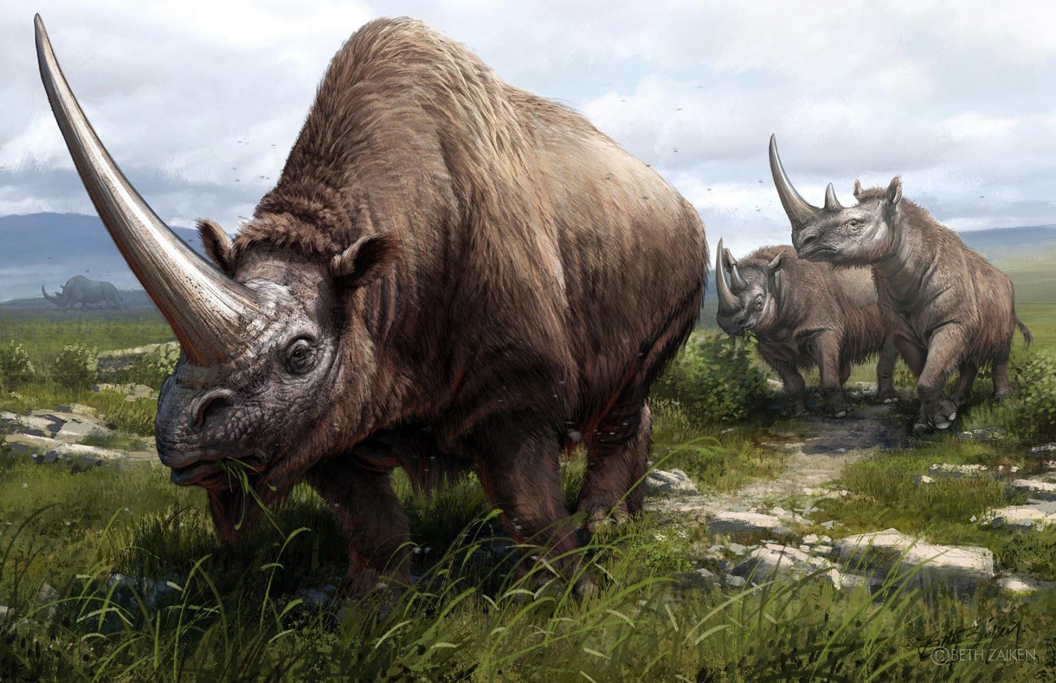 are black rhinoceros extinct