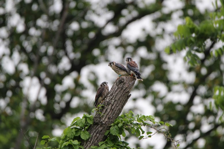 Three Kestrel Fledglings