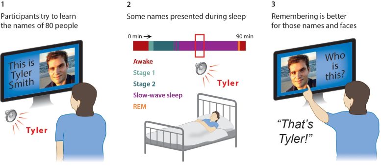 Three Main Stages of Sleep Memory Experiment