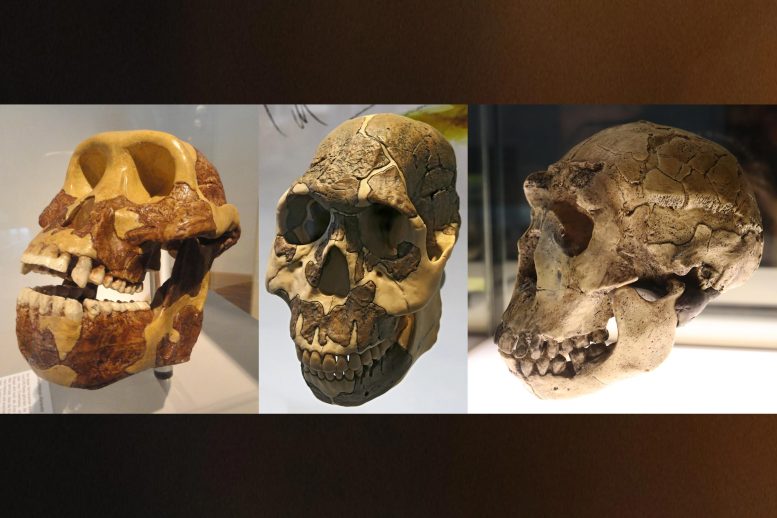 Three Skulls Hominin Teeth