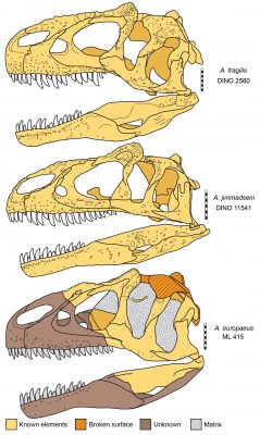 Three Species of Allosaurus Compared
