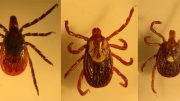 Three Tick Species Collected on Long Island
