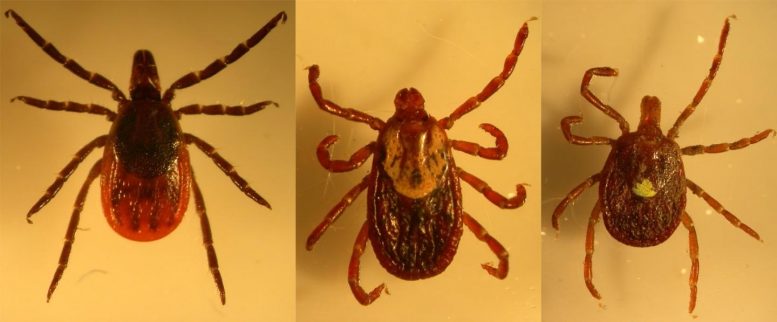 Three Tick Species Collected on Long Island