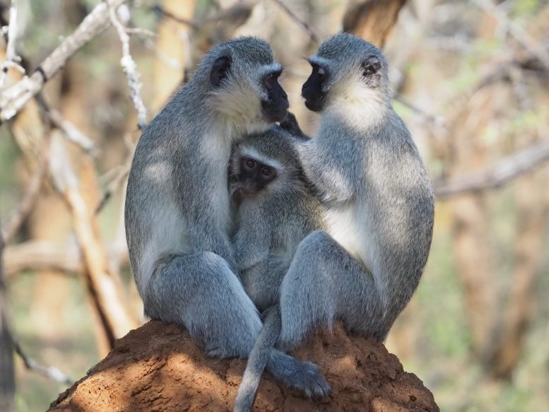 Three Vervet Monkeys With an Adult Grooming a Juvenile
