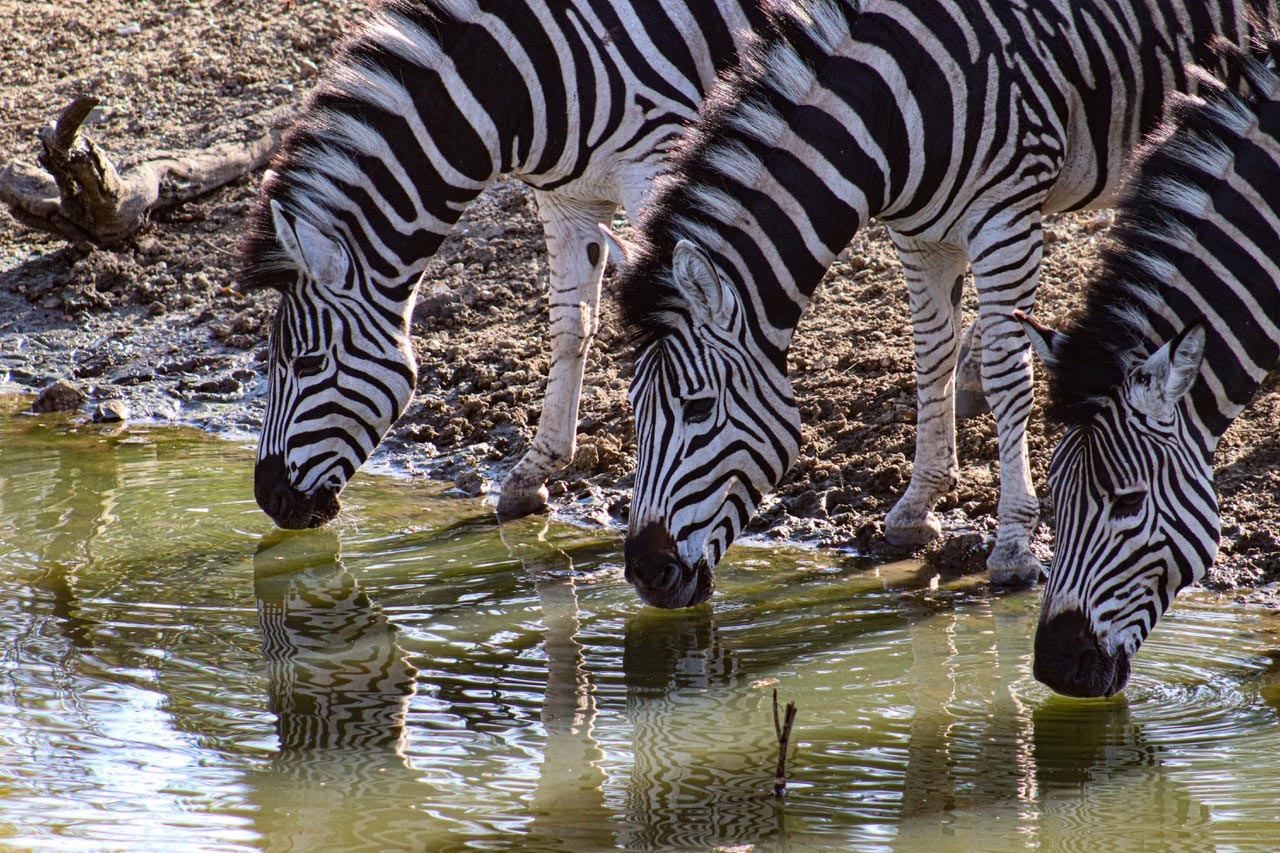 Three-Zebras-Drinking.jpg