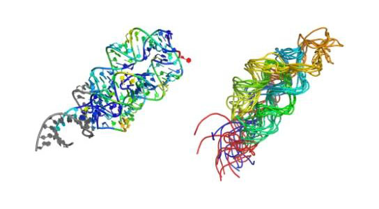 Three-dimensional RNA modeling