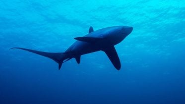 Evolutionary Ingenuity: How Ancient Sharks Survived Earth’s Hottest Oceans