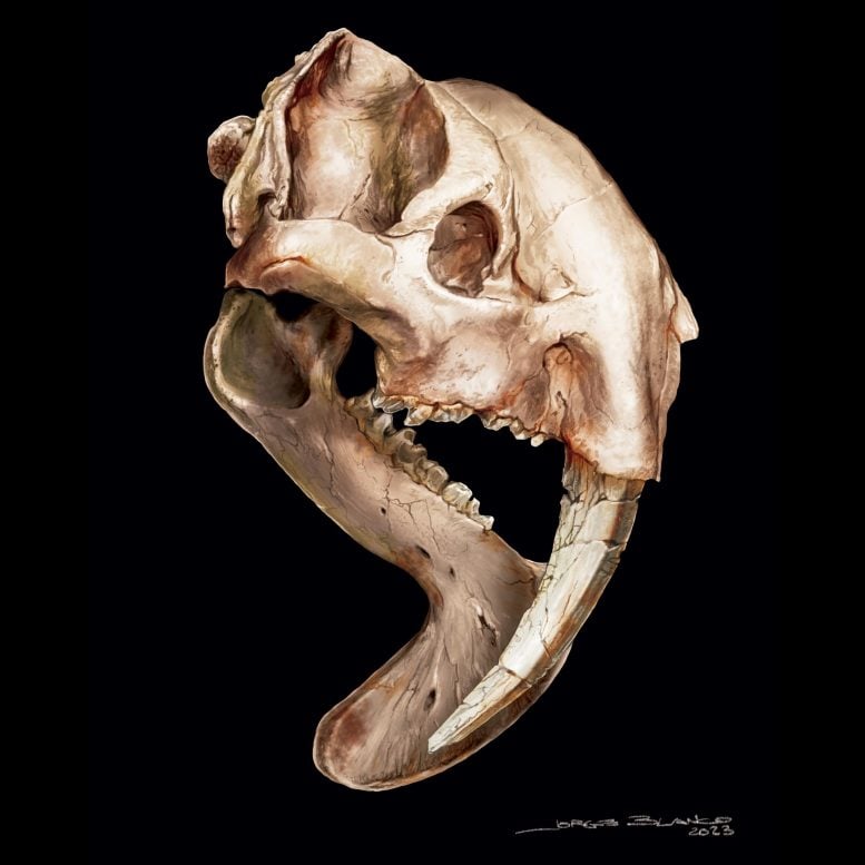 Thylacosmilus Skull