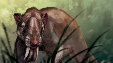 How the Hypercarnivore “Marsupial Sabertooth” Achieved 3D Predator Vision