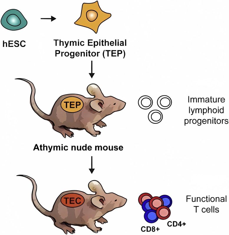 Thymus Cells From Human Embryonic Stem Cells