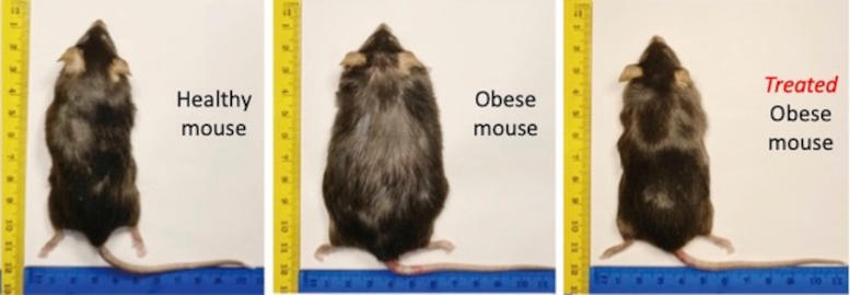 Thyromimetic Drug Obese Mice Before After