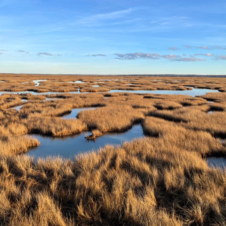 Tidal Wetland in Barnstable, Massachusetts