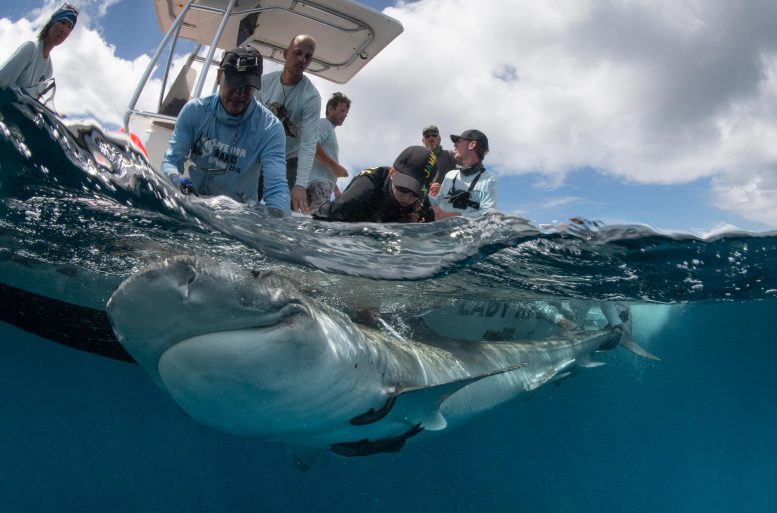 Tiger Shark Being Captured