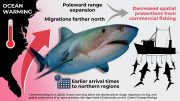 Tiger Shark Migrations Altered by Climate Change