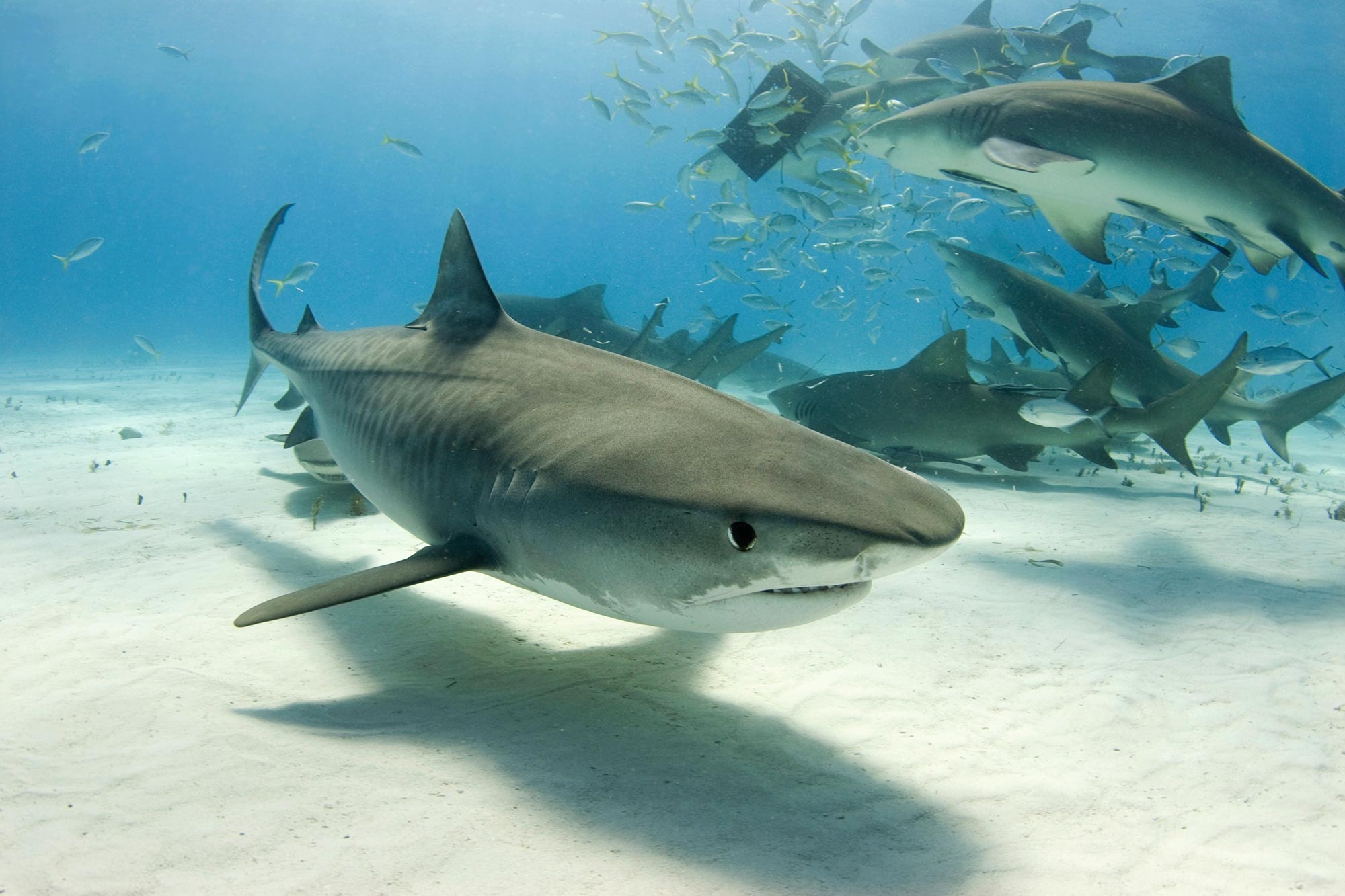 Tiger Beach Research Reveals Tiger Sharks Have Social Preferences for One  Another