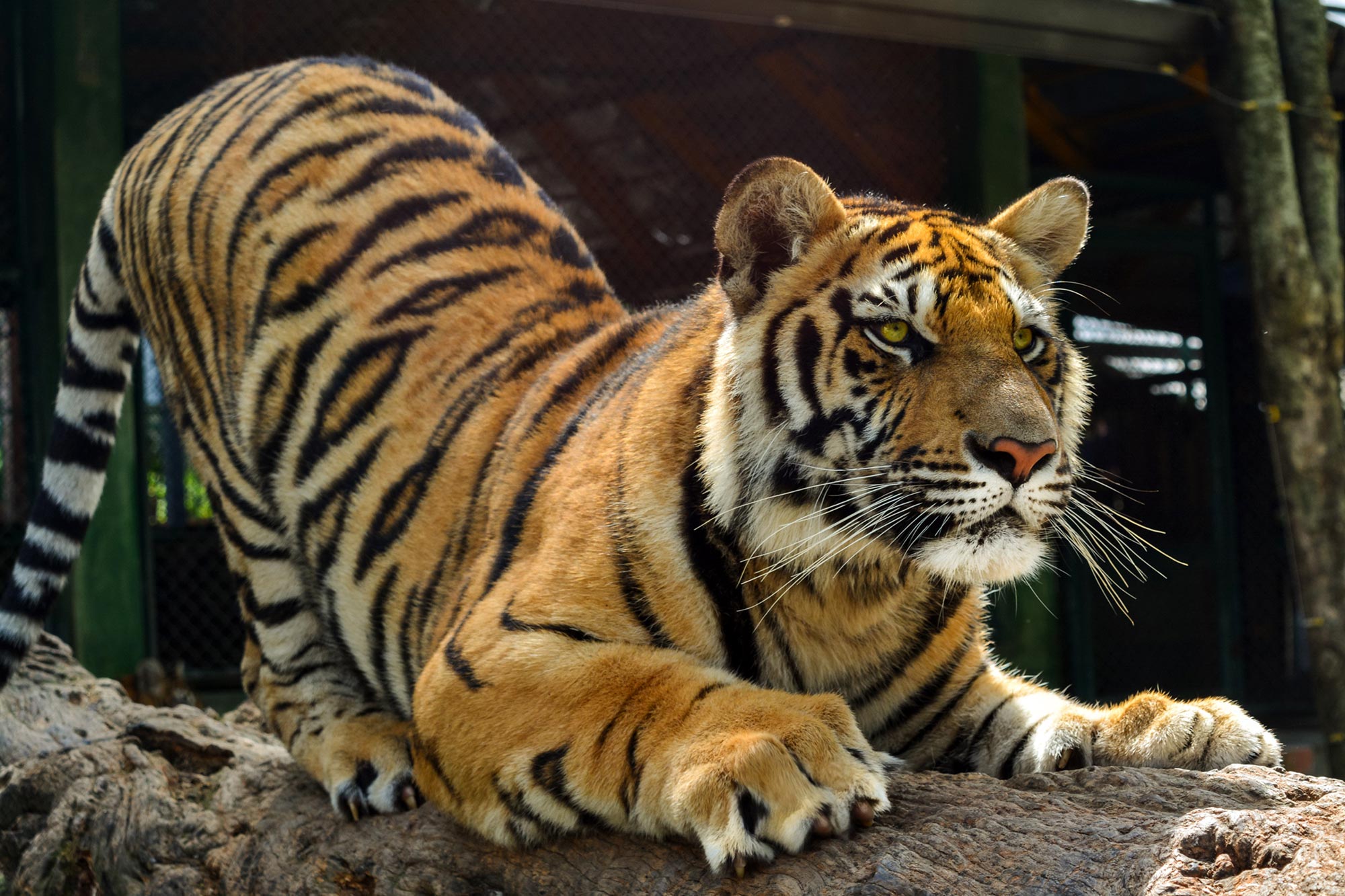 big-paws-bigger-problems-why-you-shouldn-t-declaw-tigers-or-other-big-cats