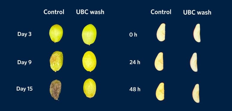 Time Lapse Capture of Grapes and Apples Dipped in the UBC Wash Browning