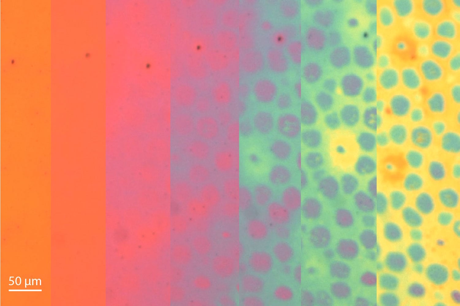 Stanford Researchers Develop New Material That Changes Color and Texture Like an Octopus