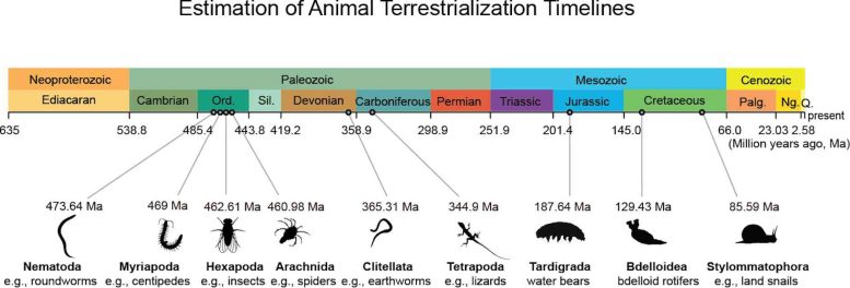 Timeline Estimation of Animal Terrestrial Evolution Timelines