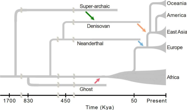 Timeline Showing Four Separate Instances of Archaic Hominins Interbreeding With Early Homo sapiens