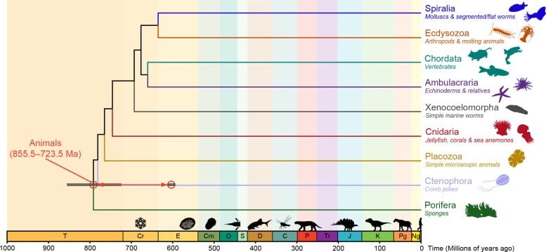 Timeline of Animal Evolutionary Origins