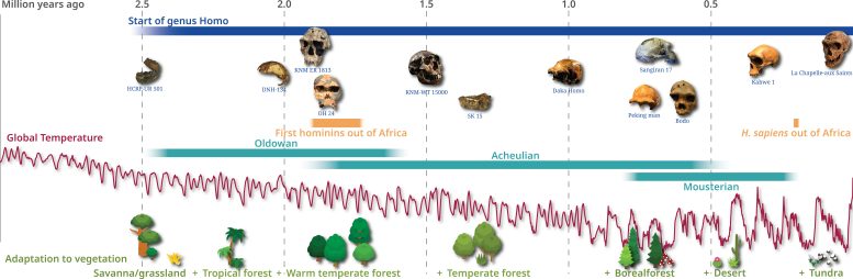 Timeline of Hominin Evolution and Adaptation to Various Vegetation Types
