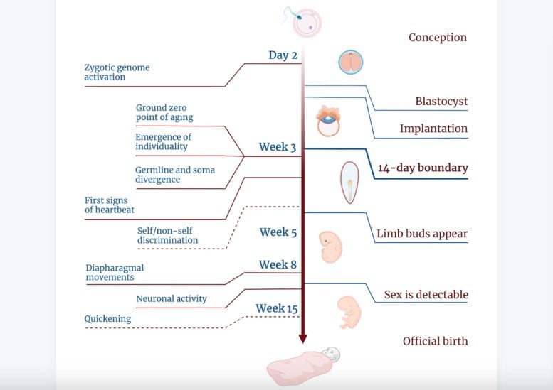 Timeline of Human Embryogenesis