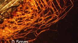 Tiny Boring Microorganisms in Garnet Crystals