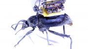 Tiny Camera Beetle