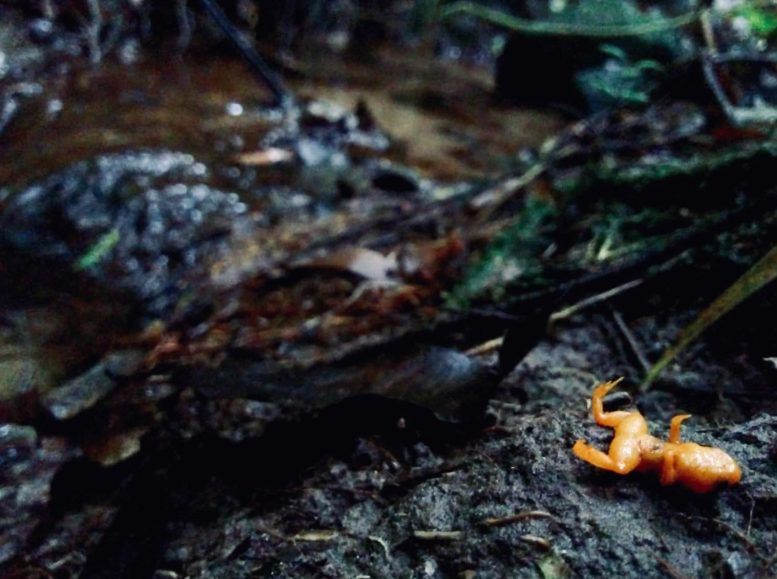 Tiny Frog Mortality Atlantic Rainforest