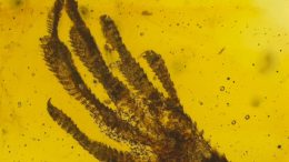 Tiny Lizard Forefoot in Amber